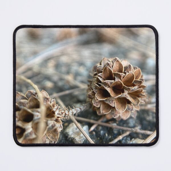 Item preview, Australian Pine Tree Seed designed and sold by Sinemathk.