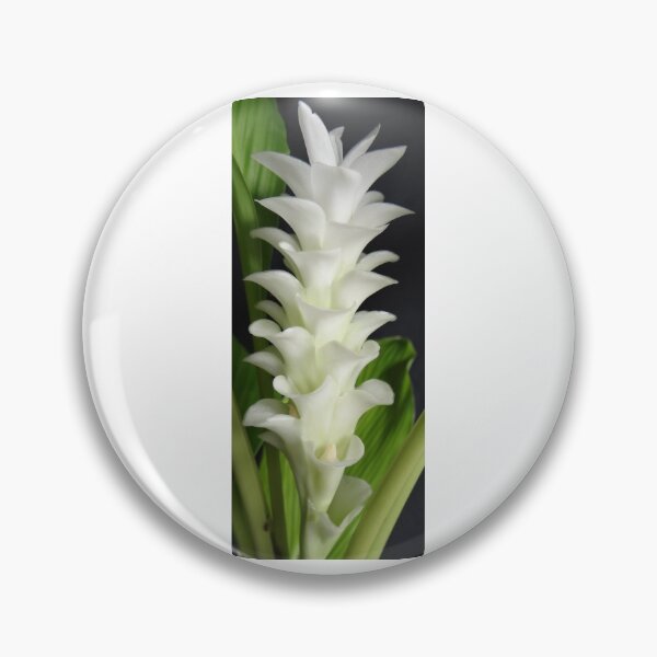Item preview, Buachan Kao Dutch tulip-like Ginger planted by tubers found in northern Thailand designed and sold by greengoodnich.