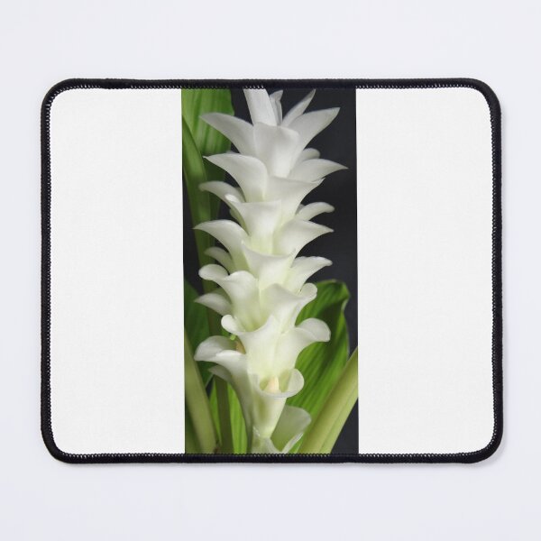Item preview, Buachan Kao Dutch tulip-like Ginger planted by tubers found in northern Thailand designed and sold by greengoodnich.