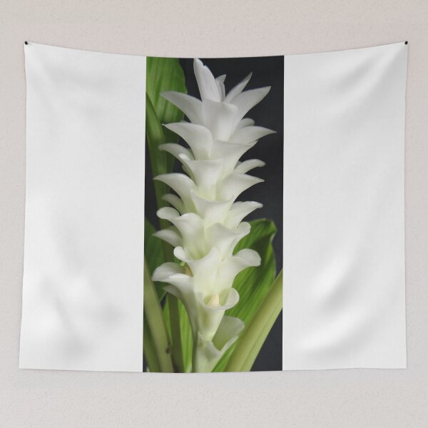 Item preview, Buachan Kao Dutch tulip-like Ginger planted by tubers found in northern Thailand designed and sold by greengoodnich.