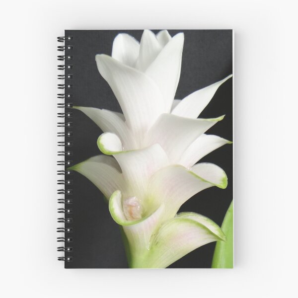 Item preview, Tulip-like: Curcuma flowers in a vase Can be decorated anywhere, anytime. Thailand export designed and sold by greengoodnich.