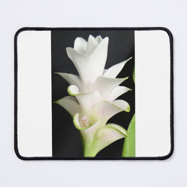 Item preview, Tulip-like: Curcuma flowers in a vase Can be decorated anywhere, anytime. Thailand export designed and sold by greengoodnich.