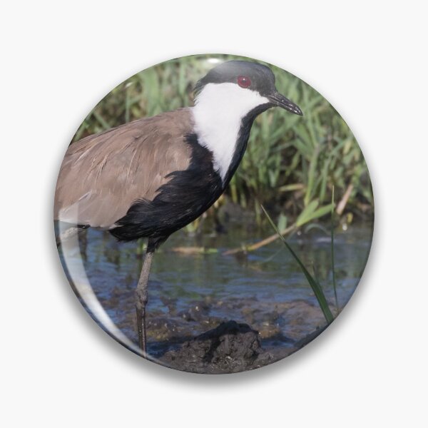 Item preview, Spur Winged Lapwing designed and sold by LaurenTucker.
