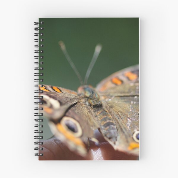 Item preview, Common Buckeye Junonia Coenia designed and sold by Henrik Lehnerer.
