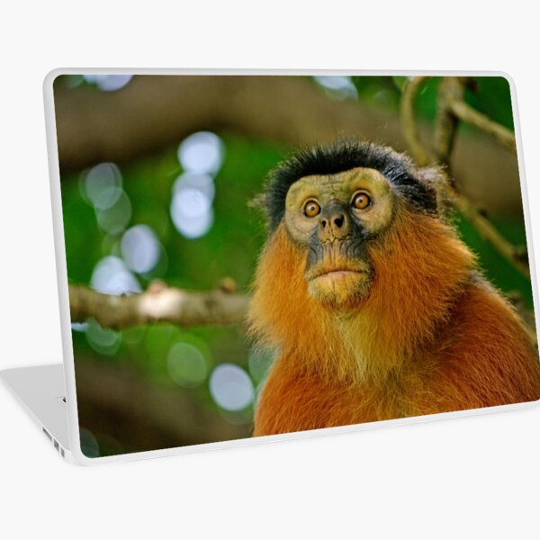 Monkey See Monkey Do Laptop Skin