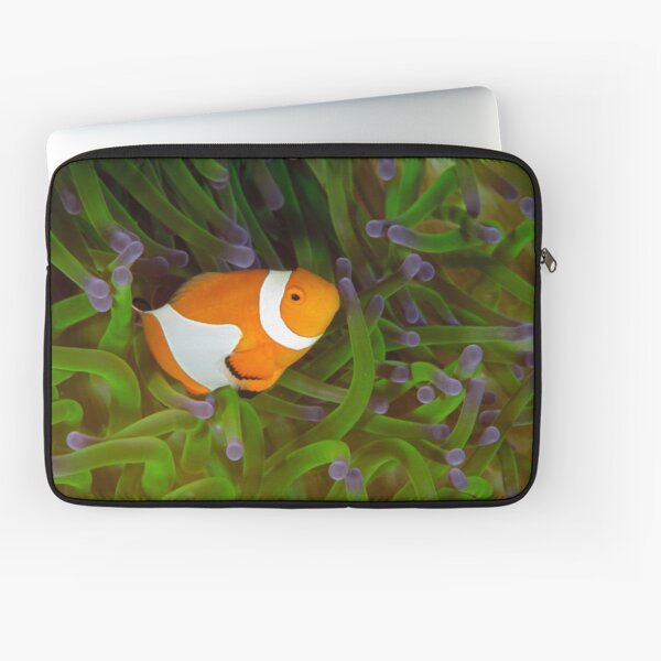 False Clown Anemonefish - Amphiprion ocellaris Laptop Sleeve