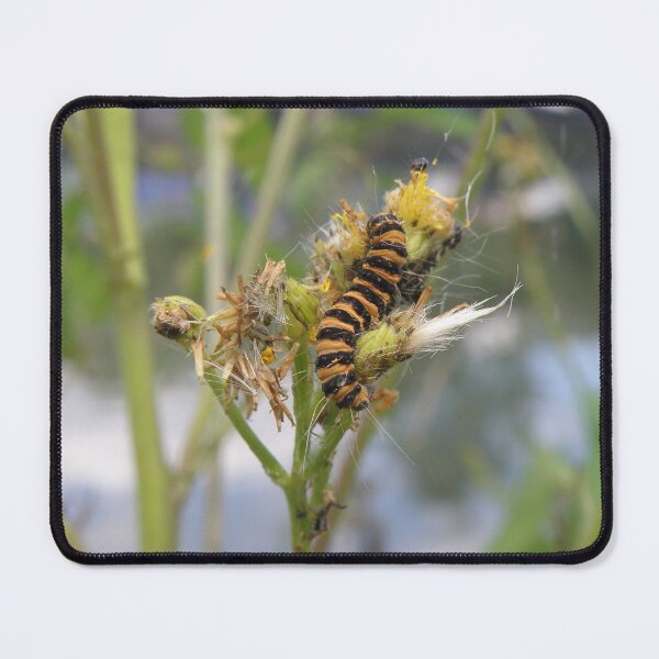 Item preview, Cinnabar Moth Caterpillar Macro Photograph designed and sold by naturegallery.