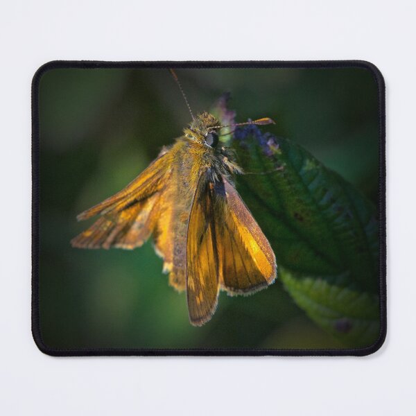 Item preview, INTO THE DAPPLED LIGHT designed and sold by NICK COBURN PHILLIPS.
