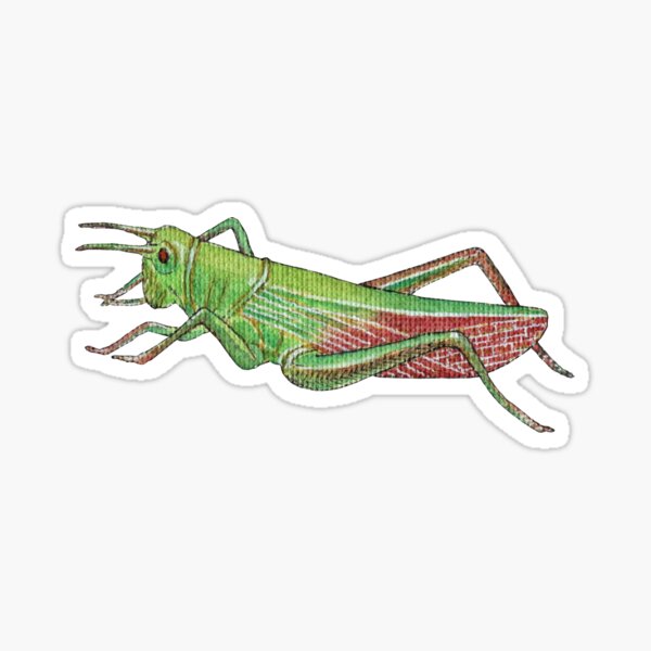 Watercolor Grasshopper Sticker