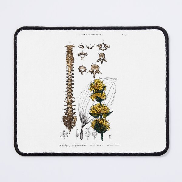 Item preview, Vintage Botanical and Anatomical Illustration - Flowers and Vertebrae  designed and sold by Naturalist Prints.