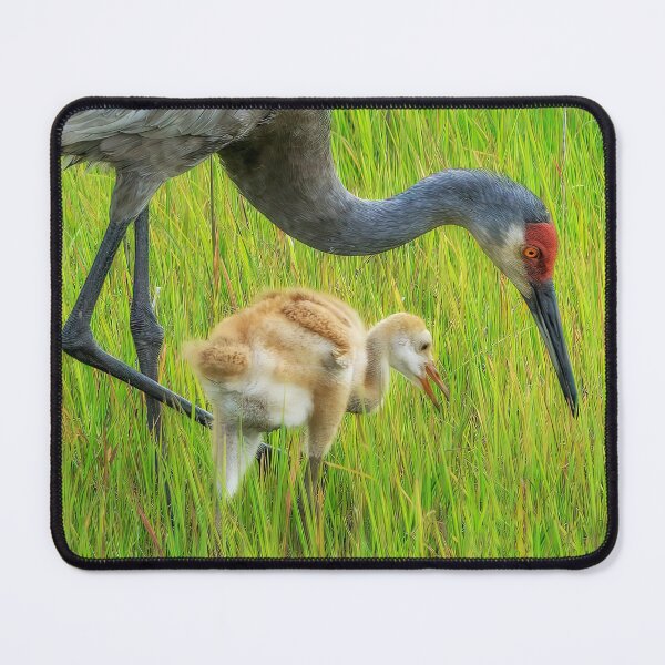 Item preview, Teaching baby to find food designed and sold by Joe Saladino.