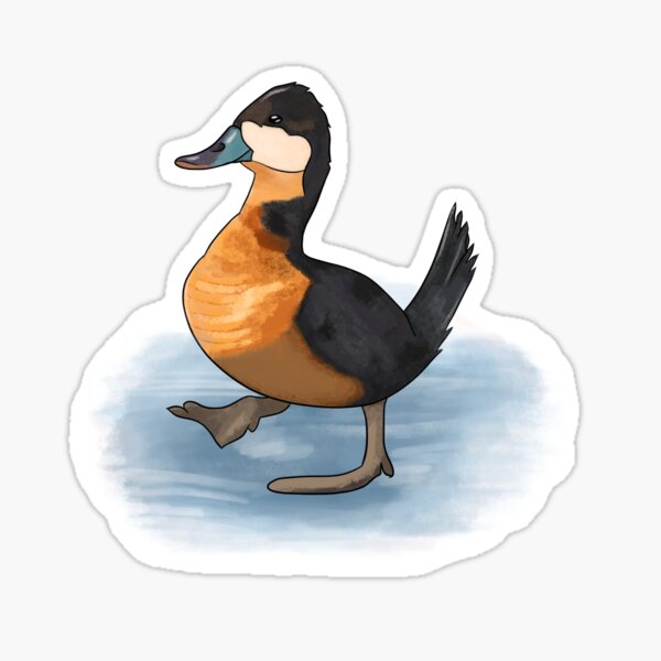 Ruddy Duck Sticker