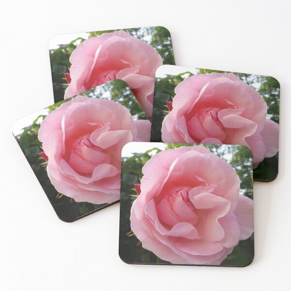 Item preview, PALE PINK ENGLISH GARDEN ROSE designed and sold by Richard Brookes Photography.