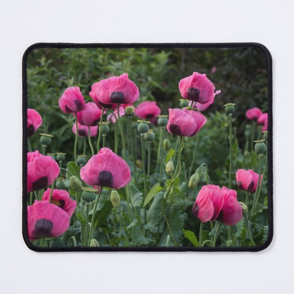 Item preview, Shell Shaped Poppies designed and sold by Georgia Mizuleva.
