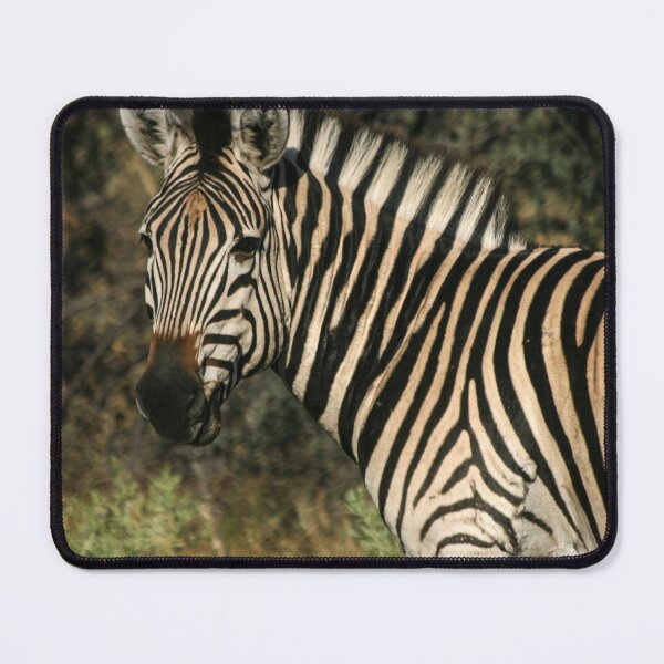 Item preview, Zebra on Safari in South Africa. designed and sold by KarenZuk.