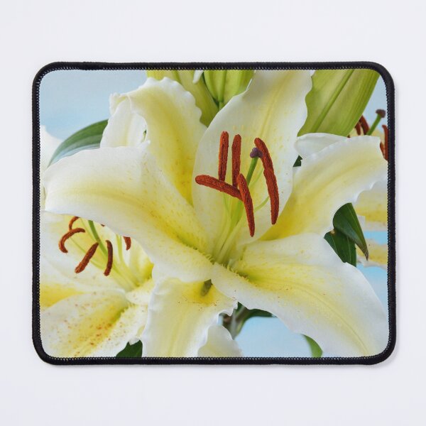 Item preview, Lilium  'Chill Out'  Oriental hybrid lily designed and sold by Chris Burrows.