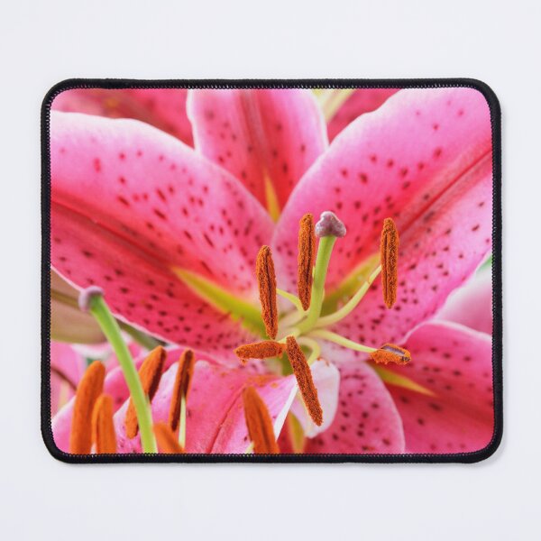 Item preview, Lilium  'Star Gazer'  Oriental hybrid lily  designed and sold by Chris Burrows.