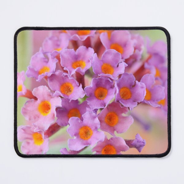 Item preview, Buddleja x weyeriana 'Bicolor' Butterfly bush syn. Buddleja 'Flower Power' designed and sold by Chris Burrows.