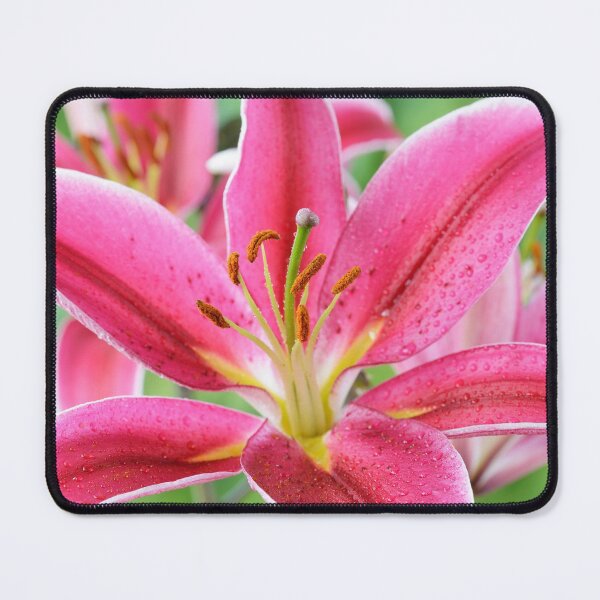 Item preview, Lilium  'Joop'  Oriental hybrid lily  designed and sold by Chris Burrows.