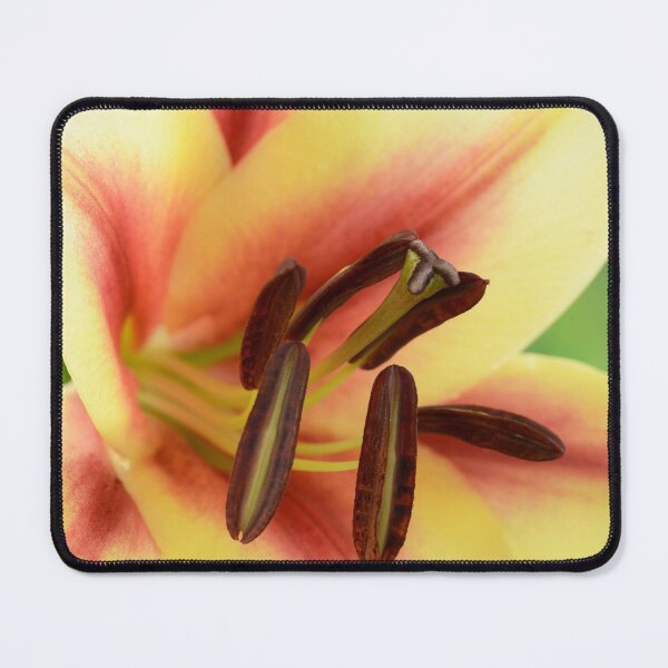 Item preview, Lilium  'Lavon'  Lily  Oriental Trumpet lily cross  OT lily  designed and sold by Chris Burrows.