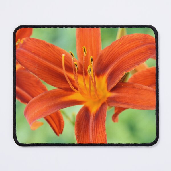 Item preview, Hemerocallis  'Sammy Russell'  Daylily  designed and sold by Chris Burrows.