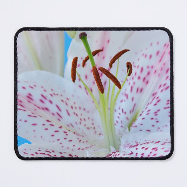 Item preview, Lilium 'Extravaganza' Lily Oriental hybrid designed and sold by Chris Burrows.