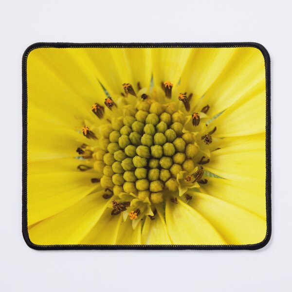 Item preview, Osteospermum 'Sunny Asti' African daisy Sunny Series designed and sold by Chris Burrows.