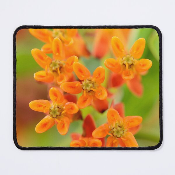 Item preview, Asclepias tuberosa Butterfly flower,Asclepias designed and sold by Chris Burrows.