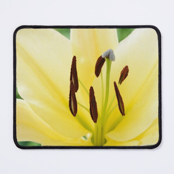 Item preview, Lilium  'Big Brother'  Lily  Oriental Trumpet lily cross  OT lily  designed and sold by Chris Burrows.