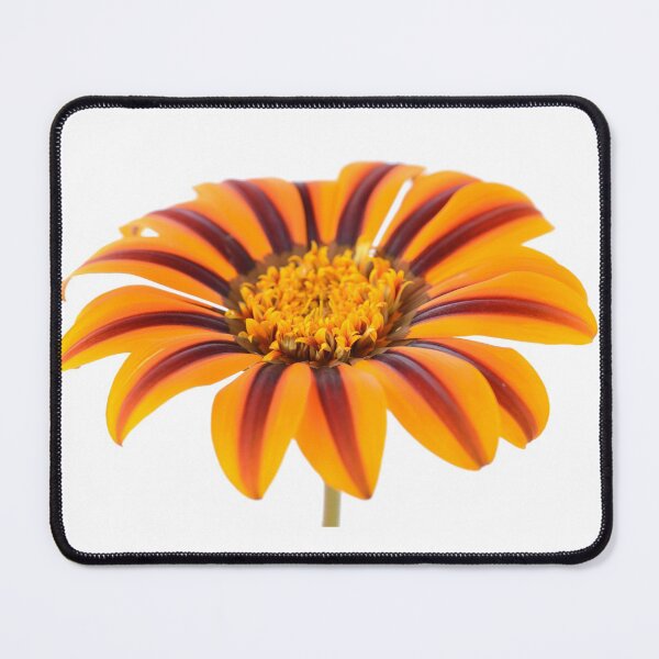 Item preview, Gazania  'Tikal'  SunBathers Series designed and sold by Chris Burrows.