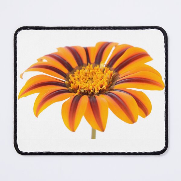 Item preview, Gazania  'Tikal'  SunBathers Series  designed and sold by Chris Burrows.
