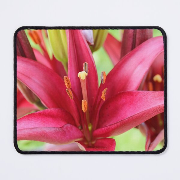 Item preview, Lilium  'Red Carpet'  Asiatic lily   designed and sold by Chris Burrows.