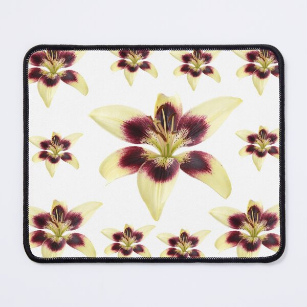 Item preview, Lilium  'Patricia's Pride'  Asiatic lily  designed and sold by Chris Burrows.