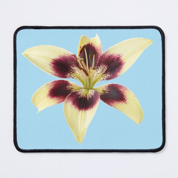 Item preview, Lilium  'Patricia's Pride'  Asiatic lily  designed and sold by Chris Burrows.