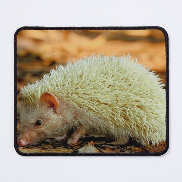 Item preview, Albino Hedgehog designed and sold by neteor.