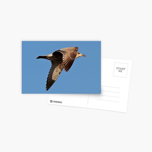 Item preview, Herring Gull designed and sold by BryanDevon.