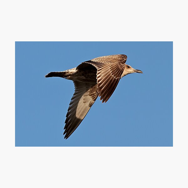 Item preview, Herring Gull designed and sold by BryanDevon.
