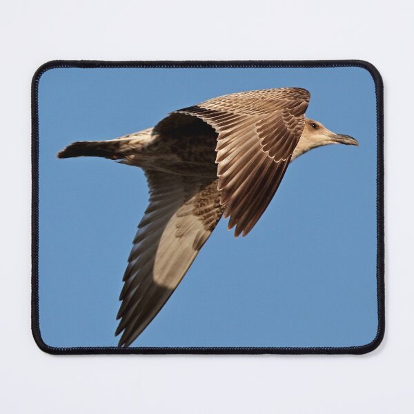 Item preview, Herring Gull designed and sold by BryanDevon.