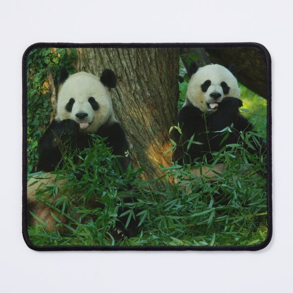 Item preview, Giant Pandas Tian Tian and Mei Xiang at the National Zoo designed and sold by Zoo and Nature Photography by Karie.