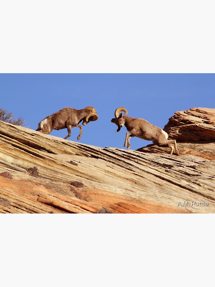 Bighorns Battling in Red Rock Country by annruttle