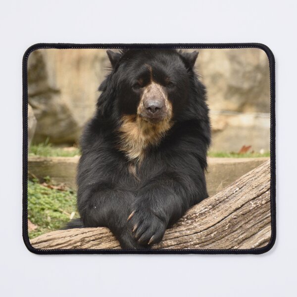 Item preview, Andean Bear at the National Zoo designed and sold by Zoo and Nature Photography by Karie.