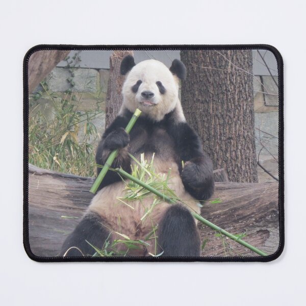 Item preview, Giant Panda Tian Tian at the National Zoo designed and sold by Zoo and Nature Photography by Karie.