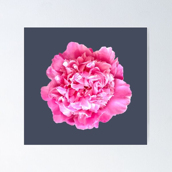 Item preview, Pink Peony Close-up designed and sold by InalterataArt.