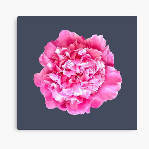 Item preview, Pink Peony Close-up designed and sold by InalterataArt.