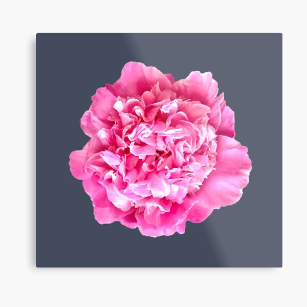 Item preview, Pink Peony Close-up designed and sold by InalterataArt.