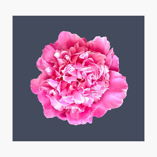 Item preview, Pink Peony Close-up designed and sold by InalterataArt.