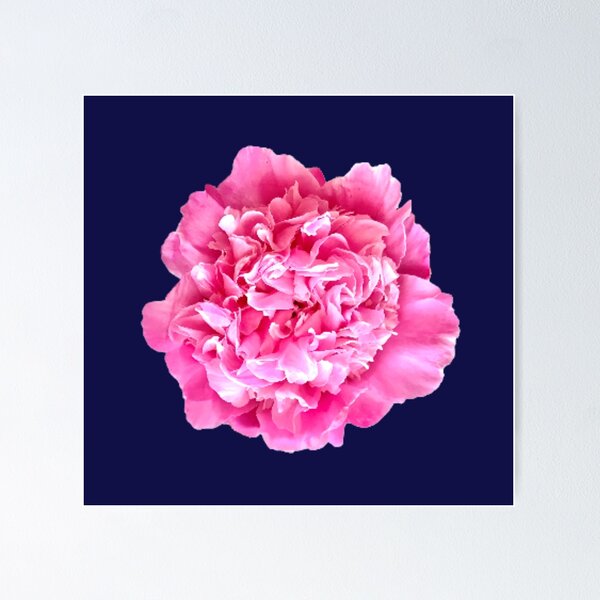 Item preview, Pink Peony Close-up designed and sold by InalterataArt.