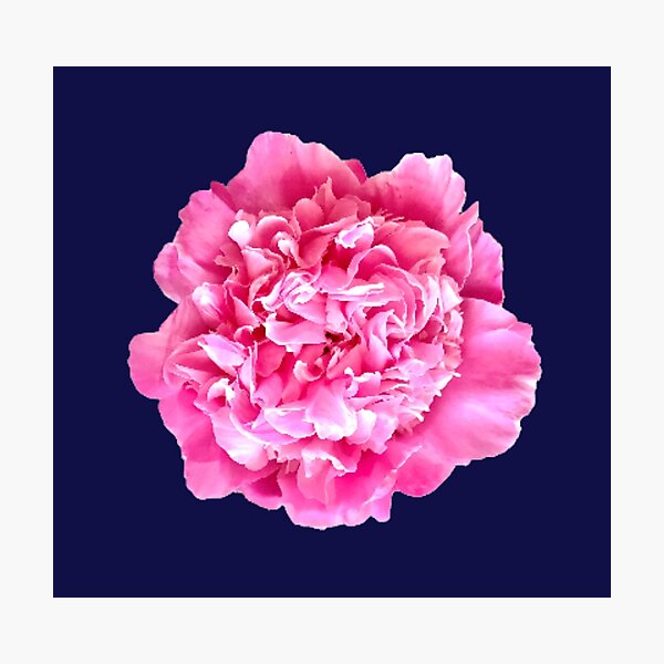 Item preview, Pink Peony Close-up designed and sold by InalterataArt.