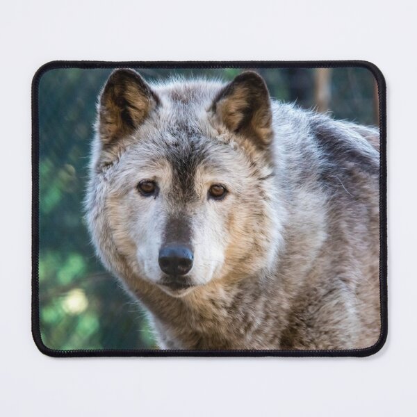 Item preview, Gray Wolf at the National Zoo designed and sold by Zoo and Nature Photography by Karie.