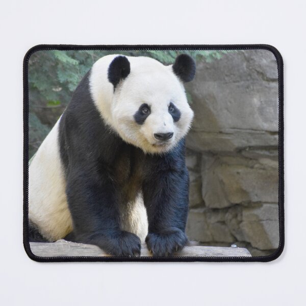 Item preview, Giant Panda Yang Yang at Zoo Atlanta designed and sold by Zoo and Nature Photography by Karie.